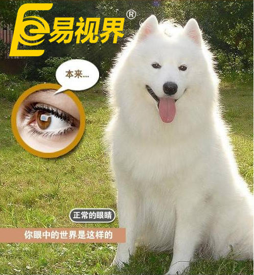 不一樣的眼病，不一樣的世界