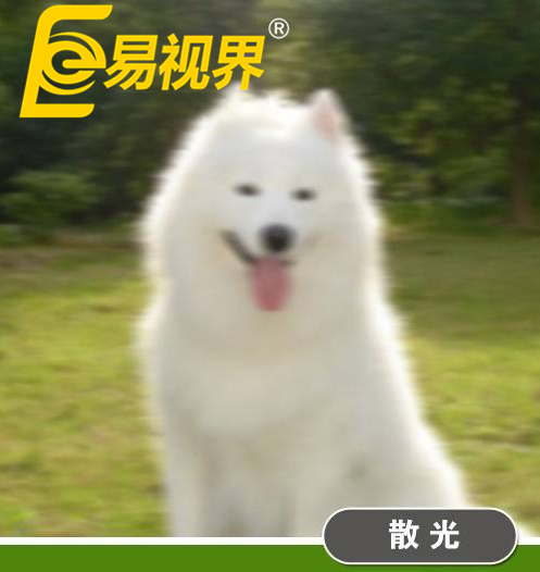 不一樣的眼病，不一樣的世界