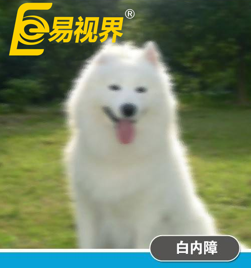不一樣的眼病，不一樣的世界