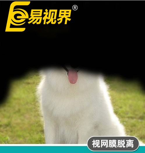 不一樣的眼病，不一
                </div>
                <div   id=