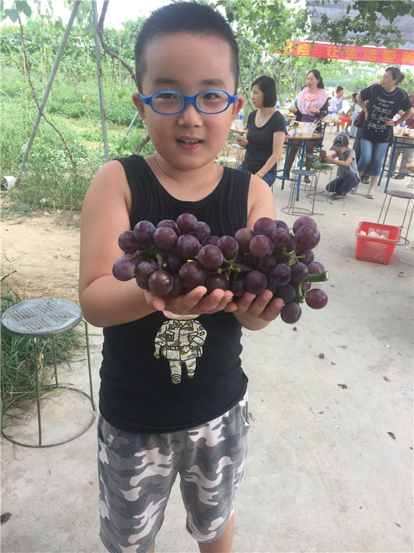 摘到葡萄很開(kāi)心的小朋友
